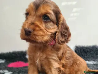 Cocker Spaniel dogs Sable Show Type Cocker Spaniels- KC reg - Advert 1