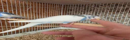 Budgerigars birds for sale: Hand tame violet baby budgies for sale  - Advert 13