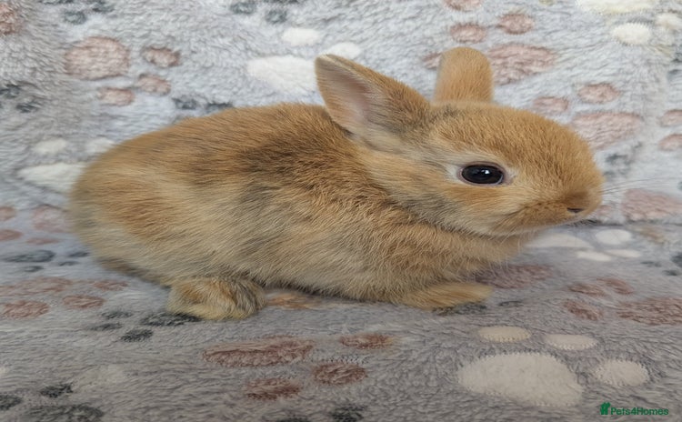Netherland Dwarf rabbits - Advert 1