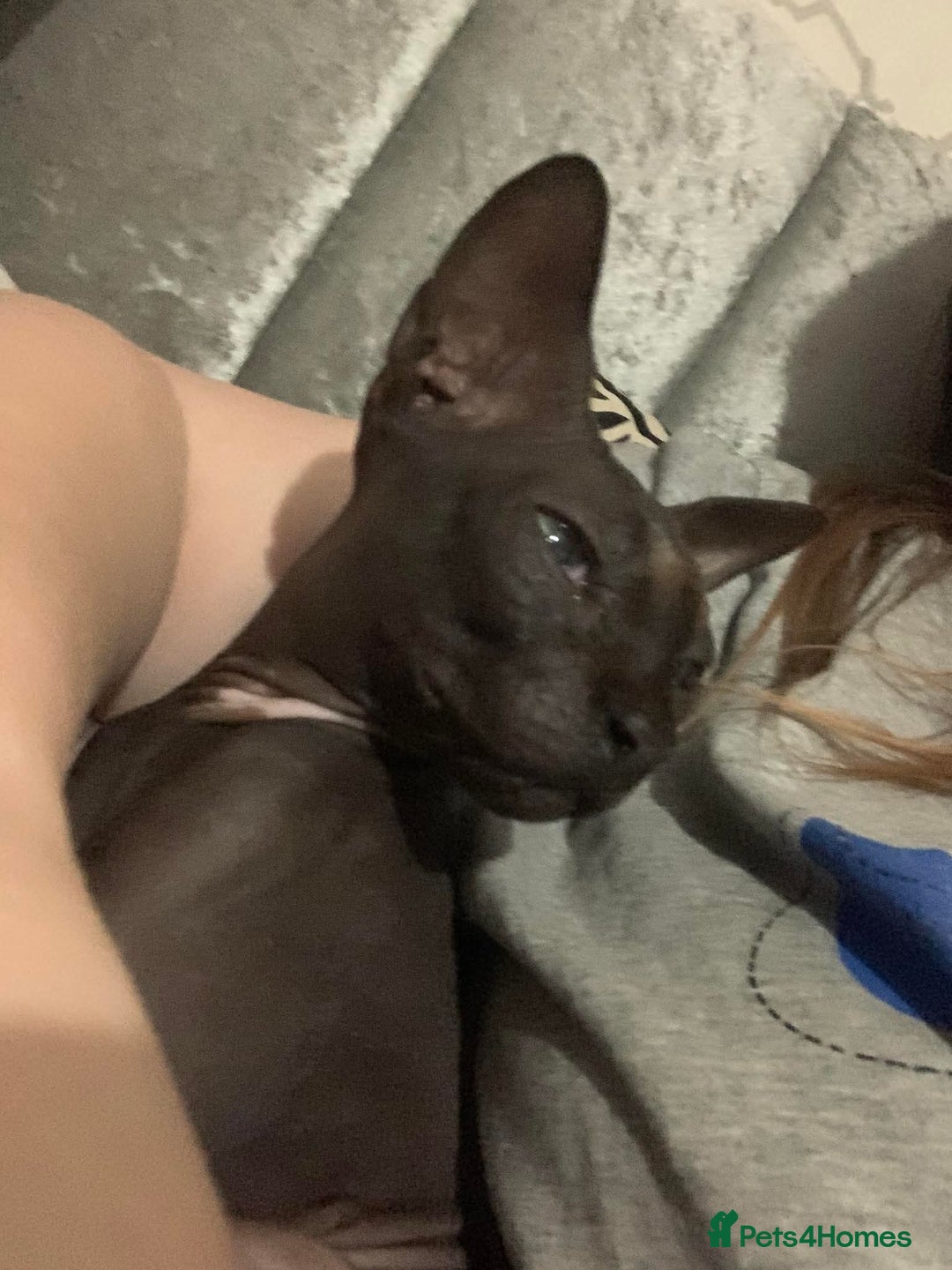 Sphynx cats for sale: Male hairless spynx cat called cesear - Advert 2