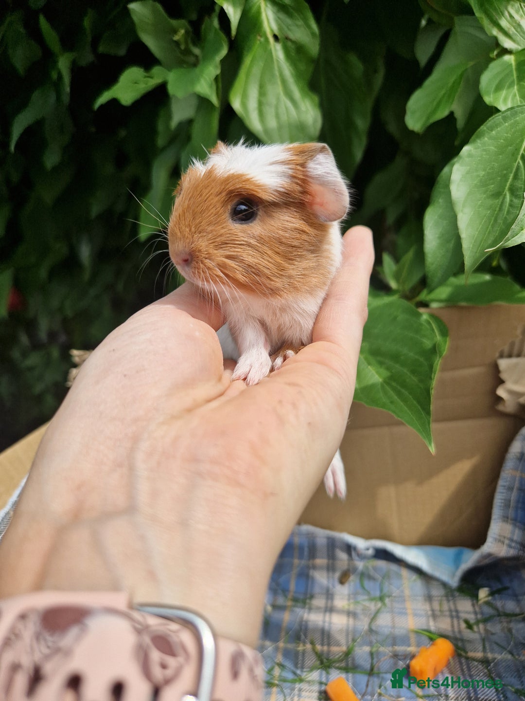 Guinea Pig rodents for sale: 2 beautiful babies arrive reserve Now  in Darwen - Image 16