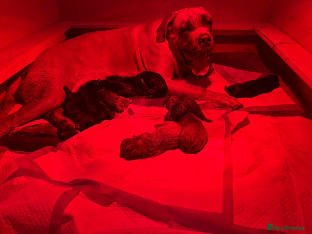 Cane Corso dogs for sale: Beautiful Cane Corso puppies  - Advert 20