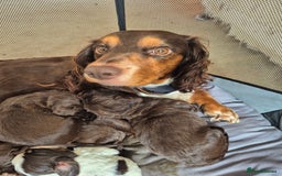 Cocker Spaniel dogs for sale: Spaniel puppies - Image 8