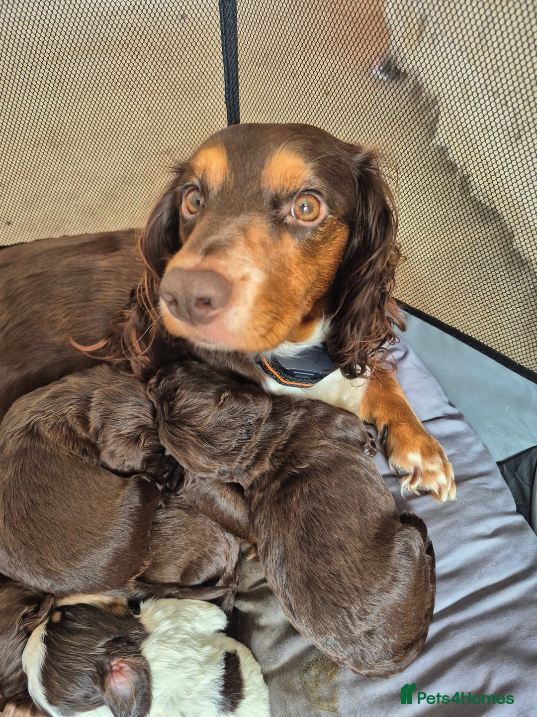Cocker Spaniel dogs for sale: Spaniel puppies - Image 8