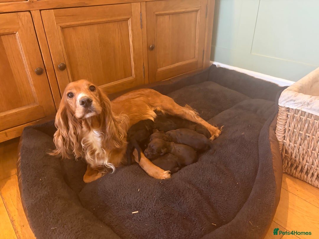 Cockapoo dogs for sale: Beautiful litter of Cockapoo puppies F1 - Advert 2