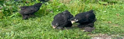 Chickens poultry for sale: Beautiful brahma chickens - Advert 2