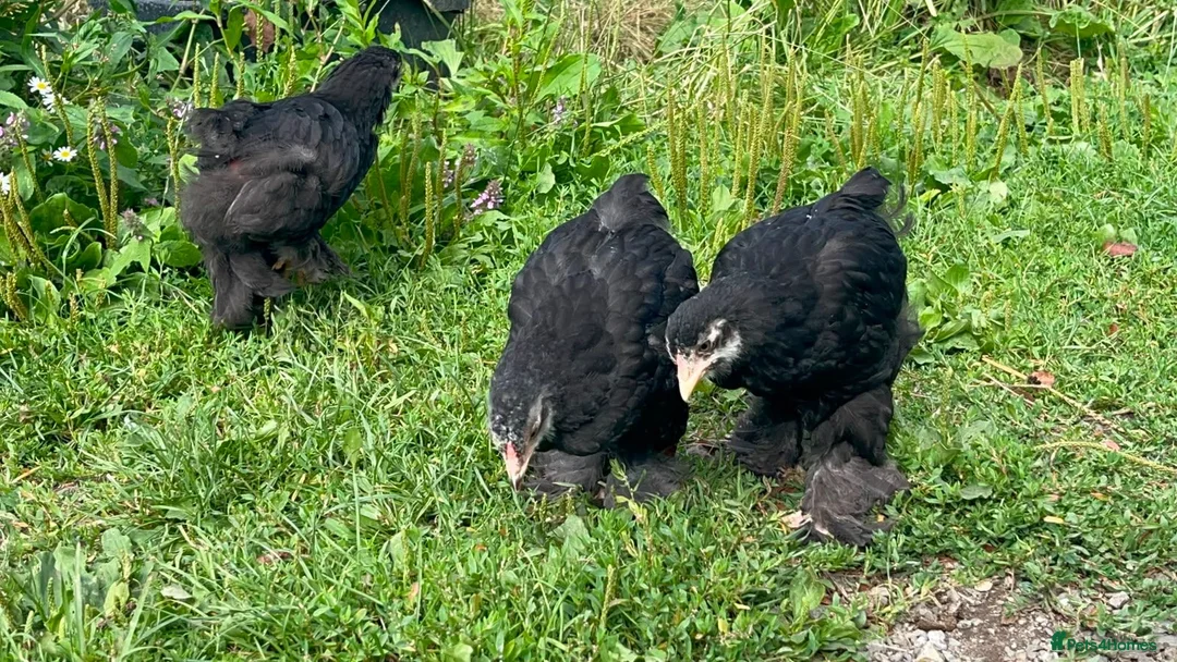 Chickens poultry for sale: Beautiful brahma chickens - Advert 2