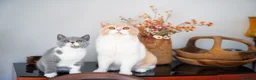 British Shorthair cats for sale: GCCF and TICA Registered -Show Quality BSH. - Advert 18