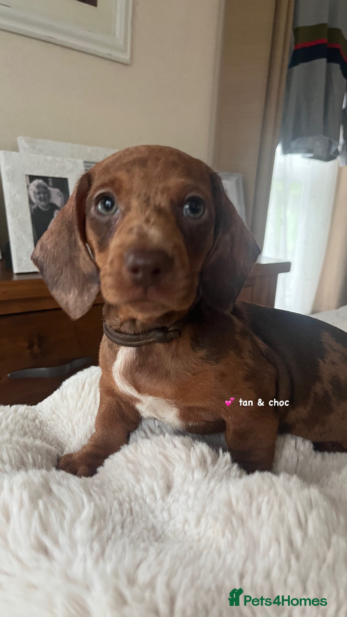 Miniature Dachshund dogs Dachshund Miniature Dapple - Advert 6