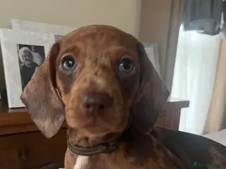 Miniature Dachshund dogs Dachshund Miniature Dapple - Advert 6