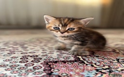 Persian cats for sale: mixed persian & bombay kittens  in Maidstone - Image 5