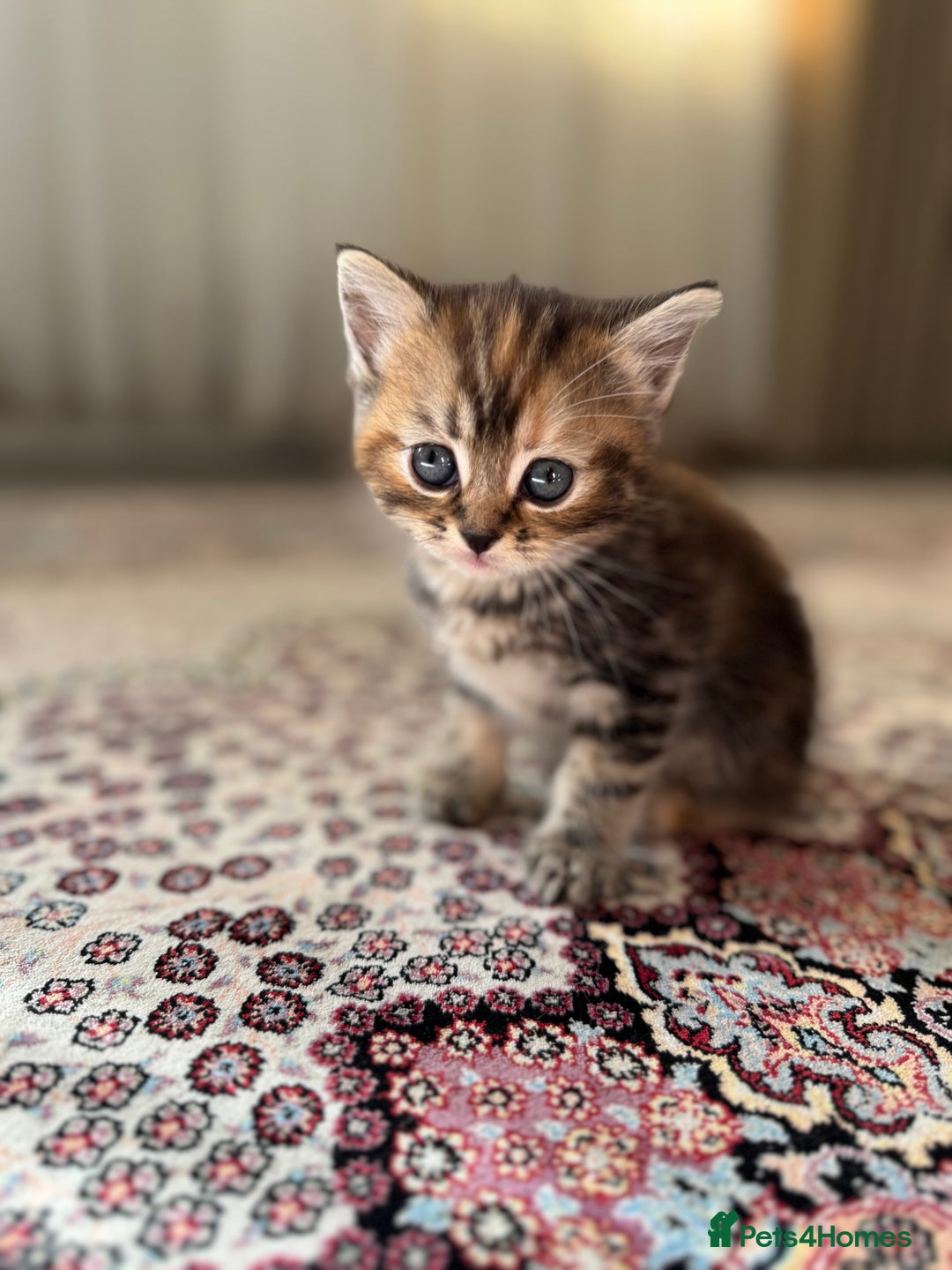 Persian cats for sale: mixed persian & bombay kittens  in Maidstone - Image 5