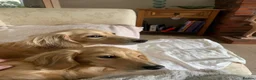 Miniature Dachshund dogs for sale: Two adult cream Miniature Dachsund sisters Rehome - Advert 3