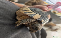 Tortoise reptiles for sale: Marginated tortoise  - Image 1