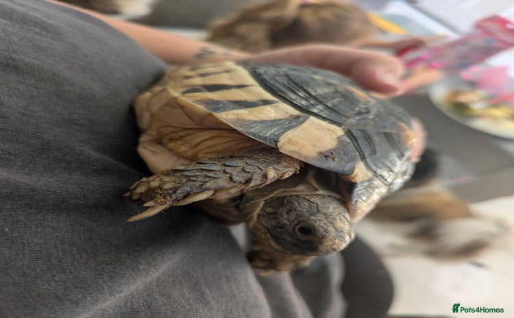 Tortoise reptiles - Advert 3