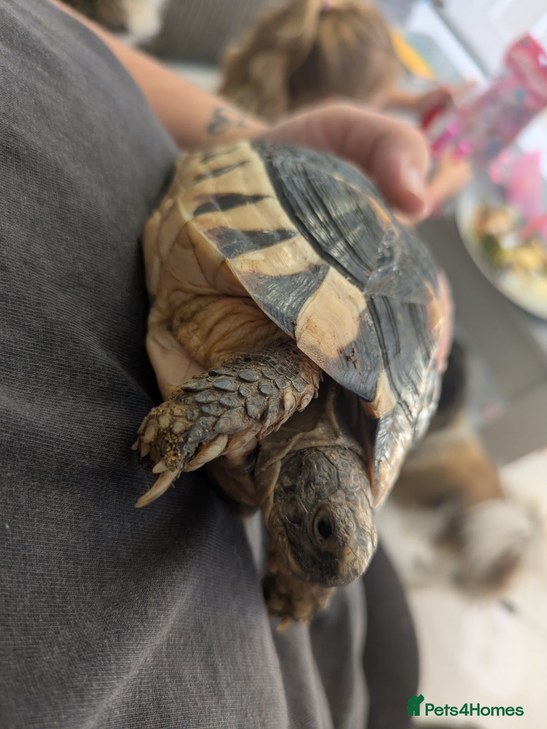 Tortoise reptiles for sale: Marginated tortoise  - Image 1