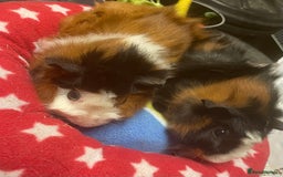 Guinea Pig rodents for sale: Beautiful Abyssinian guinea pigs  - Image 2