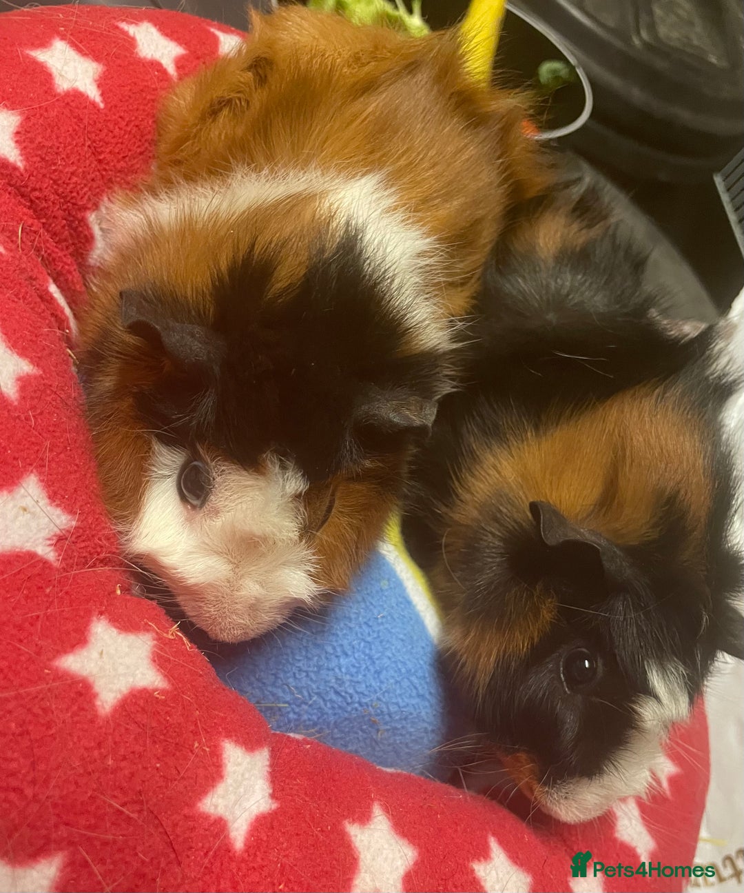 Guinea Pig rodents for sale: Beautiful Abyssinian guinea pigs  - Image 2