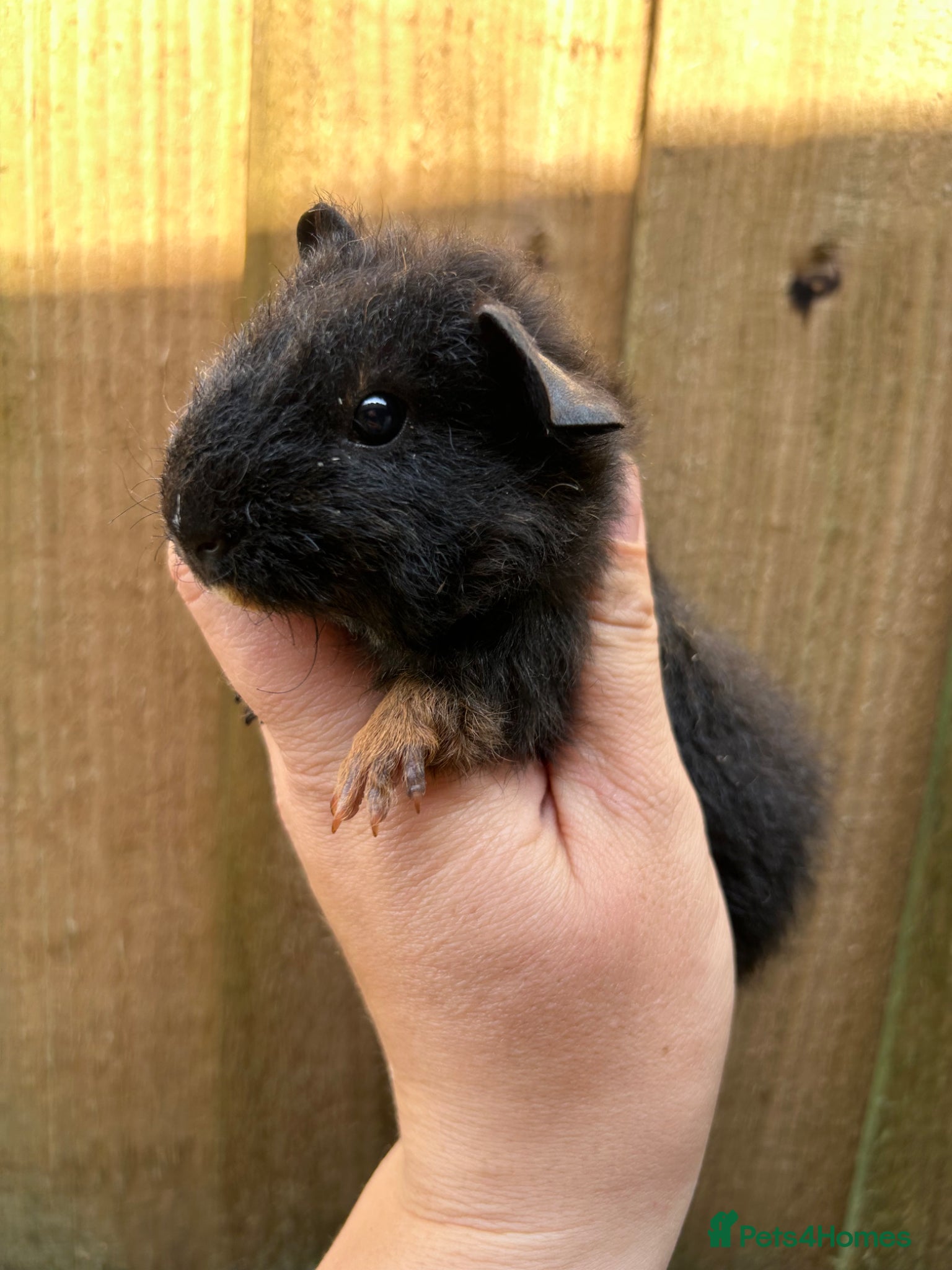 Guinea Pig rodents for sale: Beautiful Baby Male Guineapigs  - Advert 6