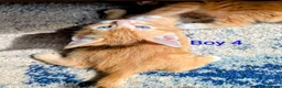 Mixed Breed cats for sale: Gorgeous Tabby Kittens for sale Ready June 17 - Advert 27