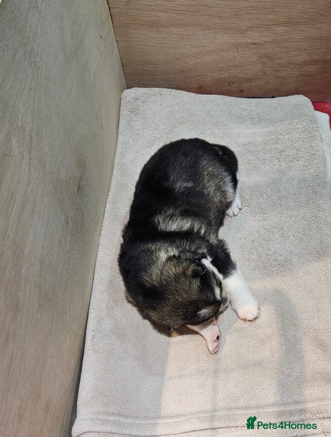 Alaskan Malamute dogs for sale: Litter B  - Advert 4