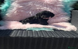 Cockapoo dogs for sale: Stunning Cockerpoo’s available  - Image 8
