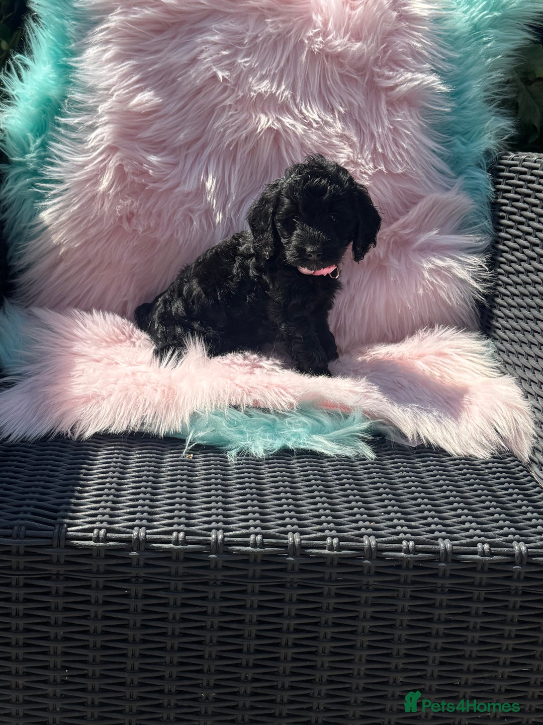 Cockapoo dogs for sale: Stunning Cockerpoo’s available  - Image 8