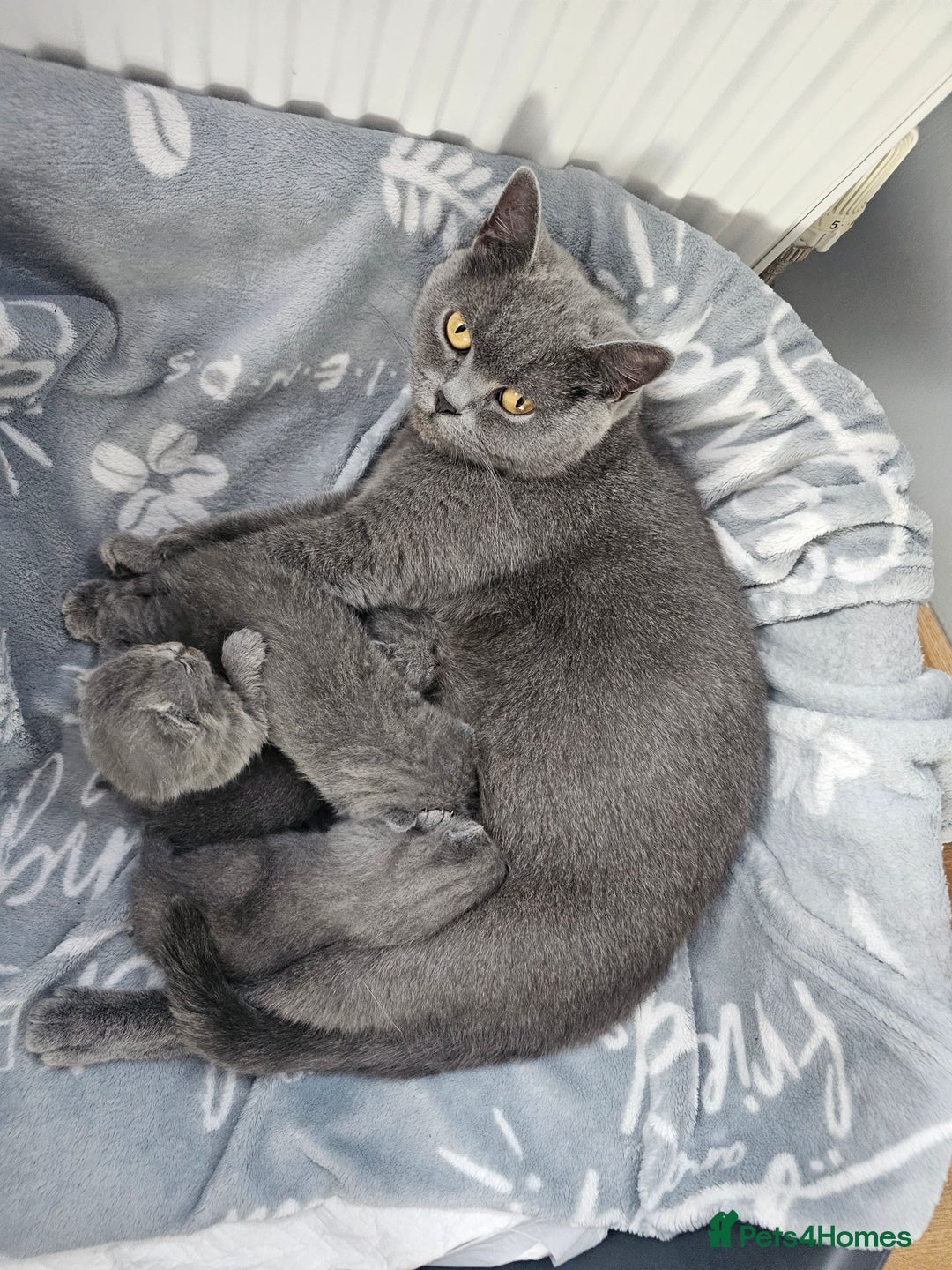 British Shorthair cats for sale: Bella  - Image 5