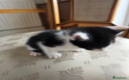 Mixed Breed cats for sale: 5 Adorable Kittens Ready for New Homes 🐾 - Image 20
