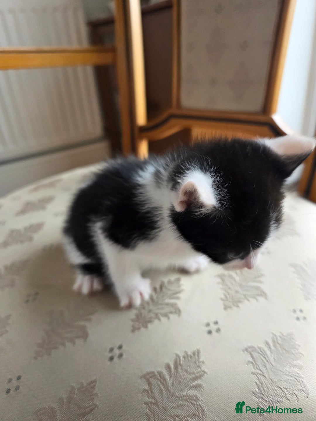 Mixed Breed cats for sale: 5 Adorable Kittens Ready for New Homes 🐾 - Image 20