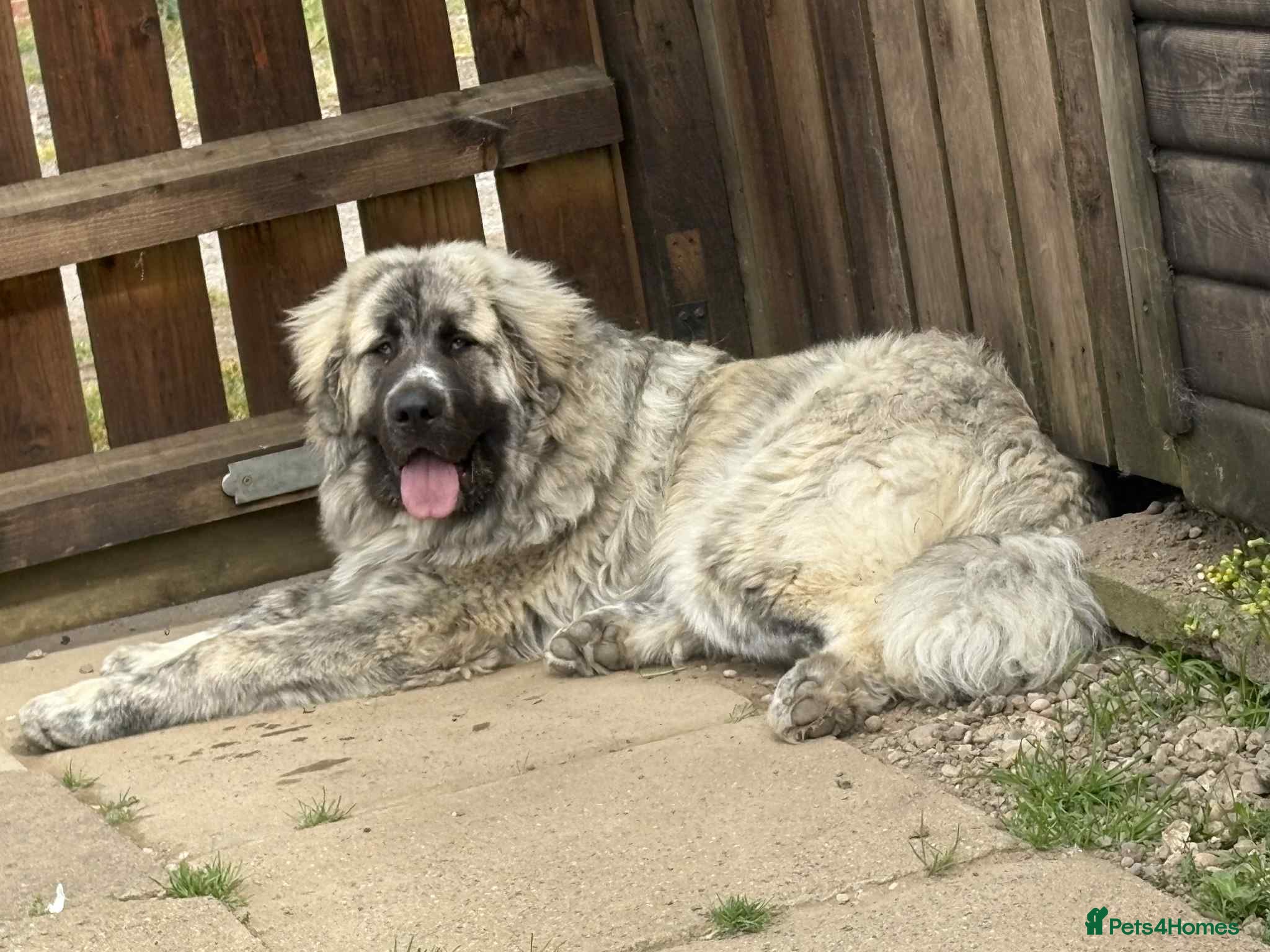 Mixed Breed dogs Boerchaka puppies - Advert 1