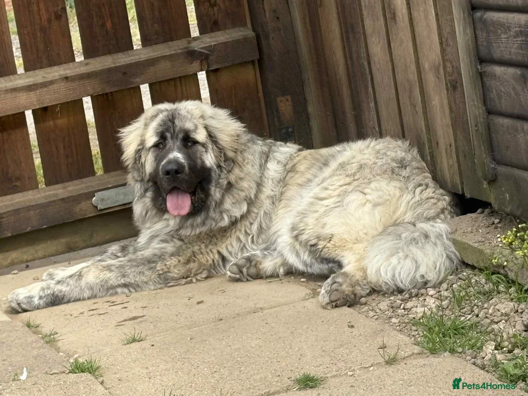 Mixed Breed dogs for sale: Boerchaka puppies - Advert 2