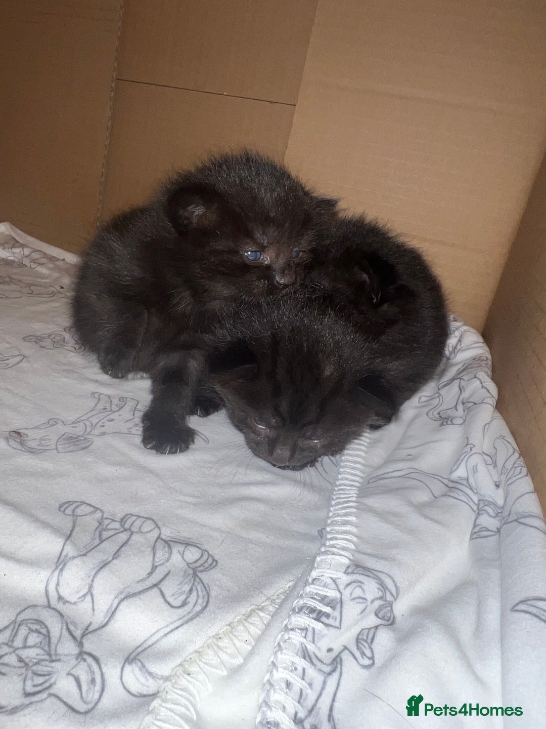 Siamese cats for sale: 3x Beautiful Siamese crossed tabby kittens  - Image 11