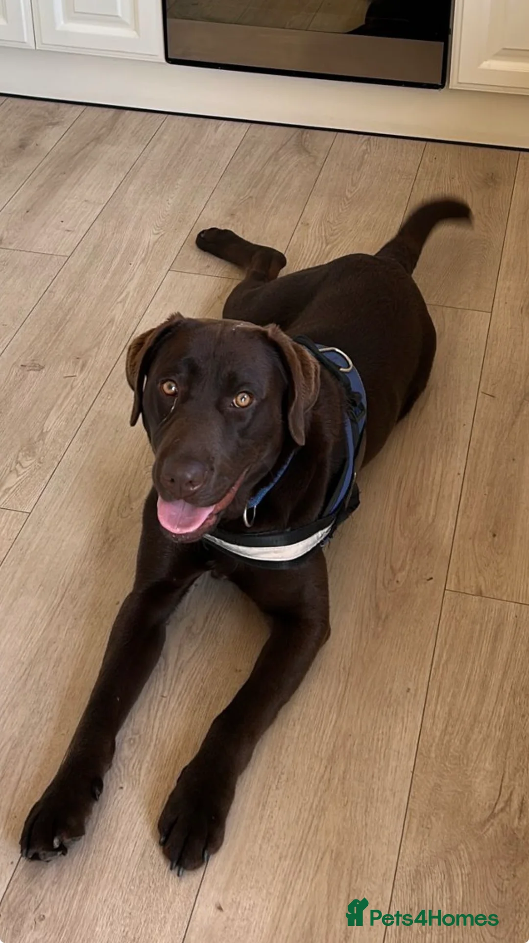 Labrador Retriever dogs for sale: Labrador. Loving Family Dog Seeking Forever Home - Advert 4