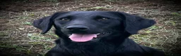 Labrador Retriever dogs for sale: 🧡 Barclay 🧡 Handsome FR Boy 🧡 READY NOW 🧡 - Advert 8
