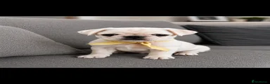 Pug 2