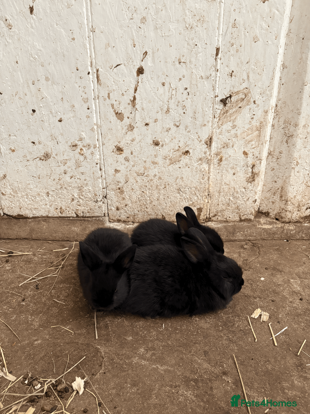 Mixed Breed rabbits for sale: Dwarf X Lionhead Rabbits For Sale - Advert 2