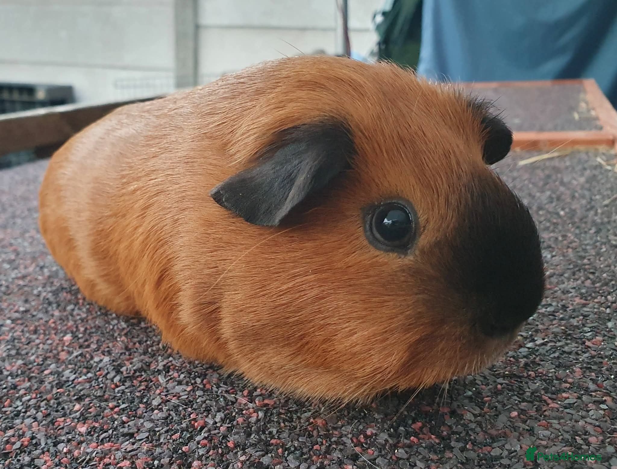 Guinea Pig rodents Beautiful guinea pigs - Advert 1