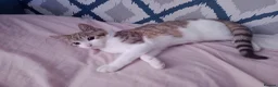 Mixed Breed cats for sale: 2 beautiful kittens avaialble - Advert 4