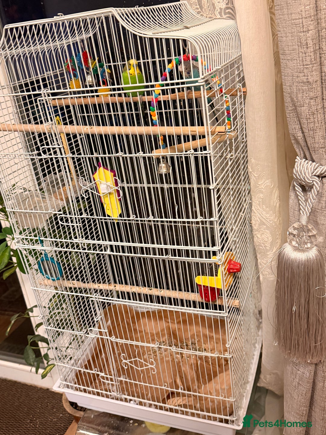 Budgerigars birds for sale: Budgies and cage  - Advert 2