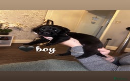 Rottweiler dogs for sale: Stunning Rottweiler puppies ✨ - Image 16