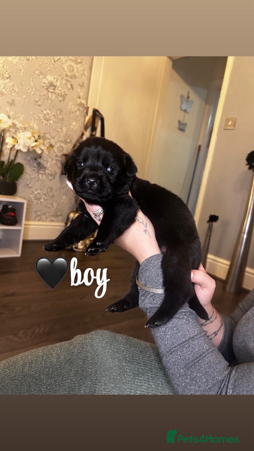 Rottweiler dogs for sale: Stunning Rottweiler puppies ✨ - Image 16