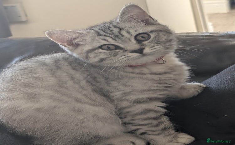 British Shorthair cats - Advert 13