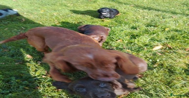Cocker Spaniel dogs - Advert 2