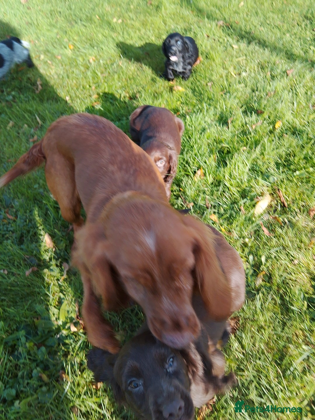 Cocker Spaniel dogs for sale: Working cocker spaniel pups - Image 3