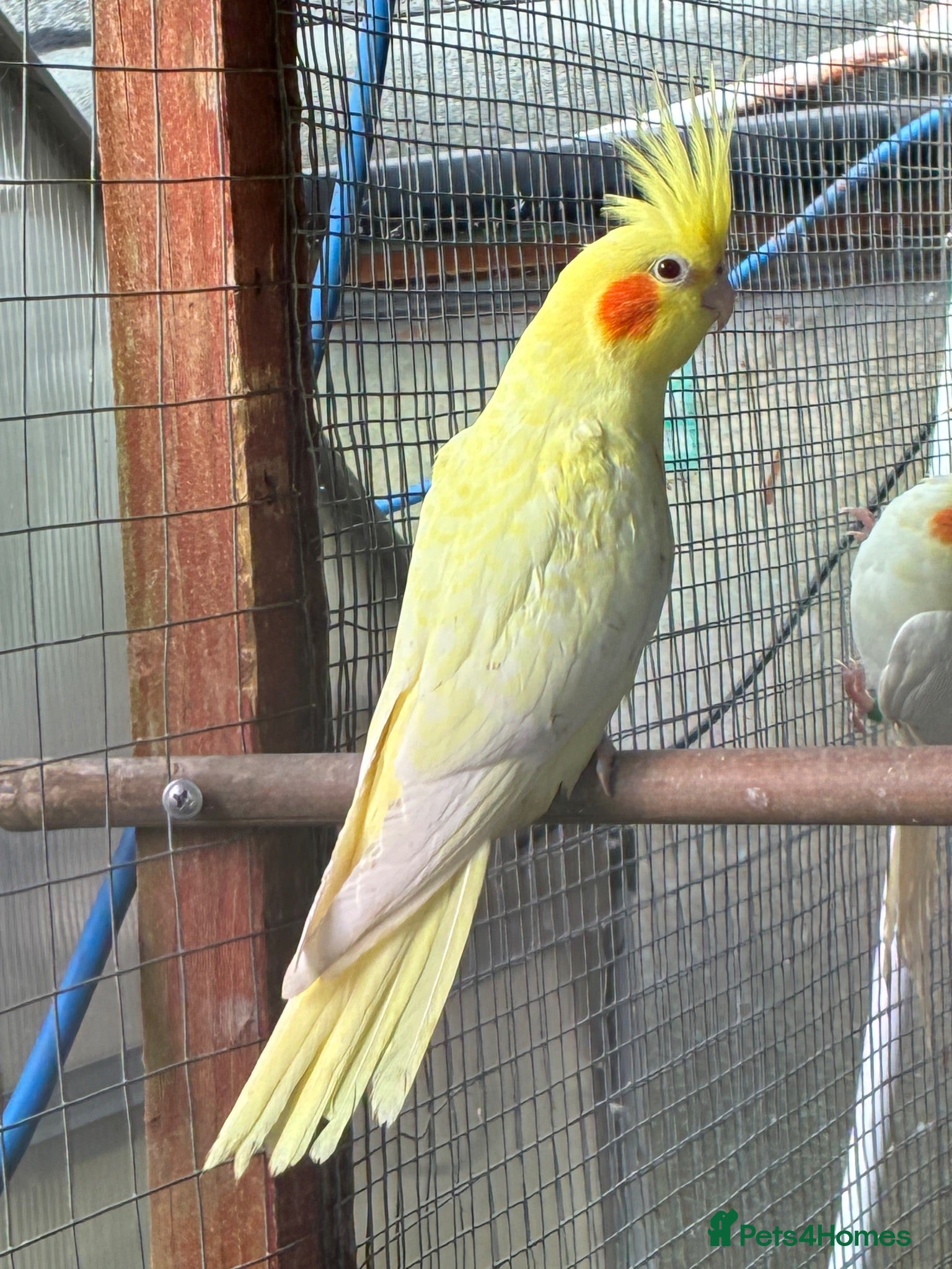 Cockatiels birds Baby cockatiels  - Advert 1