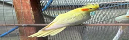 Cockatiels birds for sale: Baby cockatiels  - Advert 1