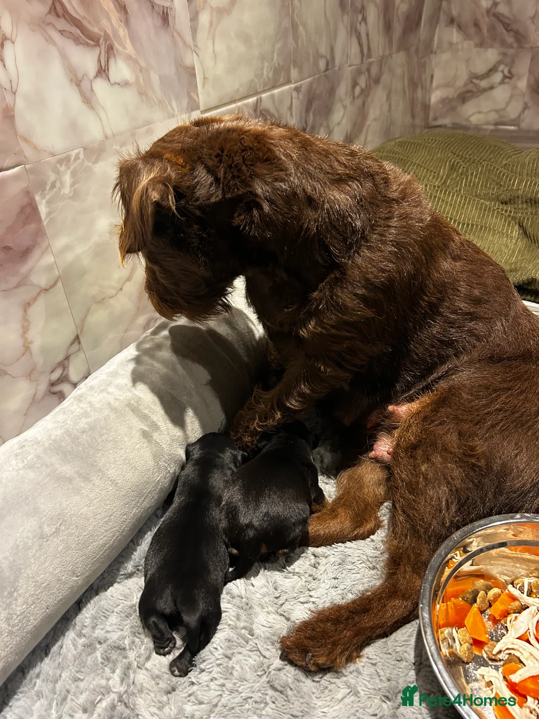Patterdale Terrier dogs for sale: Patterdale girl in Coatbridge - Advert 1