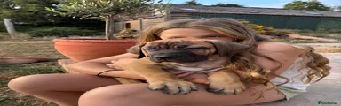 Boerboel Puppy 6