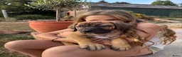 Boerboel dogs for sale: South African boerboel - Advert 15